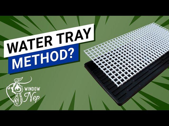  The Water Tray Method For Nepenthes   (Boost your humidity easily!)