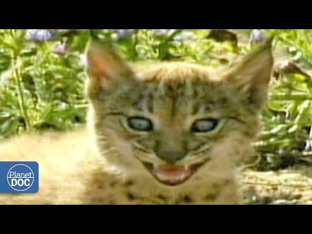 Iberian Lynx Documentary | Part 7