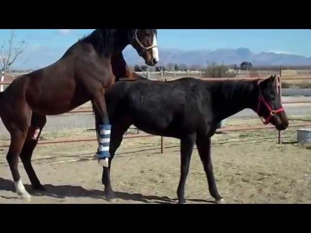 Funny Horses Mating