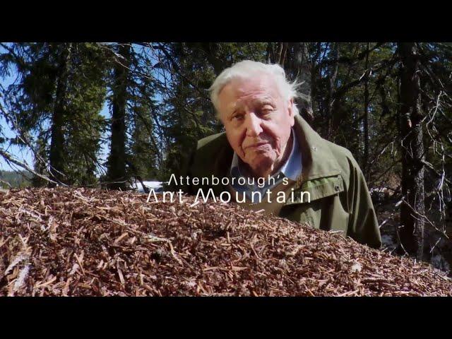 David Attenborough's Ant Mountain - FULL DOCUMENTARY - 2017 HD