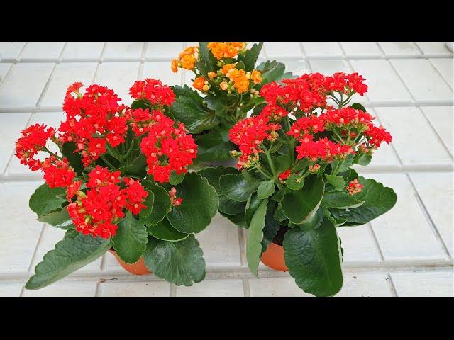 Kalanchoe Flowering: How To Make A Kalanchoe Rebloom !!