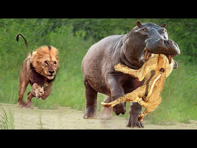 Lions Attacks Hippo To Rescue Teammates From Giant Mouth- The Fierce Battle Between Hippo Vs Lions