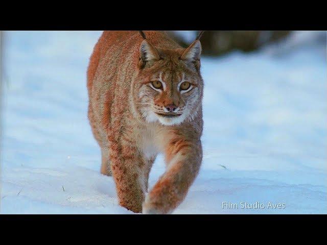 Wildlife of Belarus in Winter | Film Studio Aves