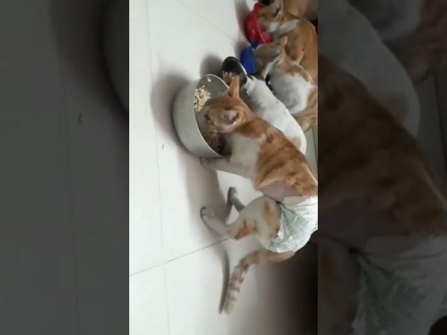 Cats Wearing Diapers #funny cat video