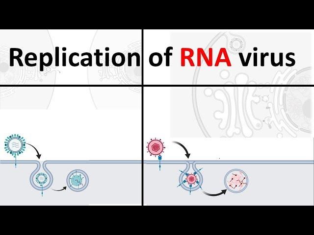 Replication of RNA virus | How RNA virus replicate | Virology USMLE