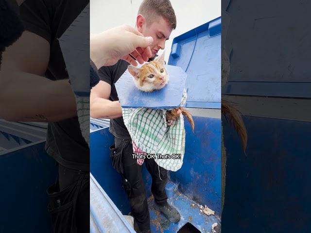 Crying Kitten Was Stuck In A Dumpster | The Dodo  #thedodoanimals #cat