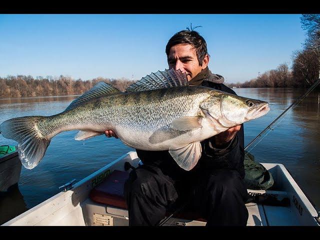 Ribolov smuđa,reka Sava,Januar 2018.Zander fishing.