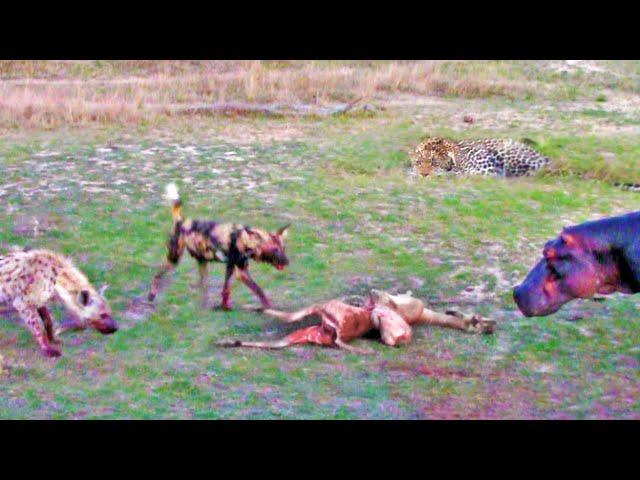 PREGNANT IMPALA vs LEOPARD vs WILD DOGS vs HIPPOS vs HYENA