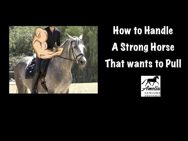 How to Manage a Horse that Gets Strong and Pulls