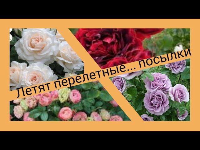 Обзор посылки с розами из питомника "Розовая Клумба" #розы #уральскиерозы #обзорпосылки