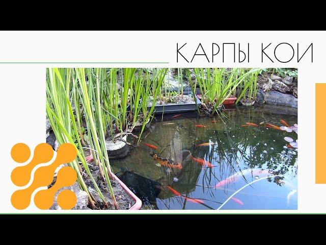 Тонкости  летнего  кормления карпов кои.