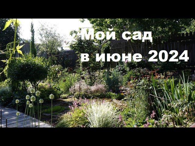 Садовый архив, июнь 2024.  Садовая прогулка-болталка.