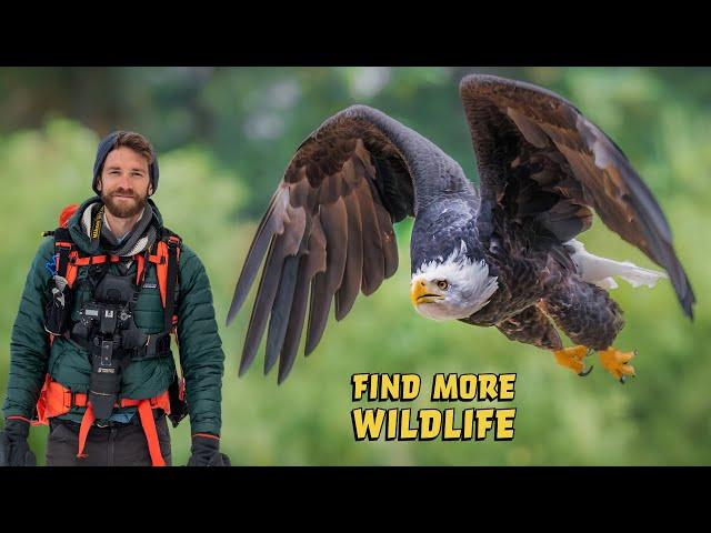 WILDLIFE PHOTOGRAPHY during the HERRING SPAWN - Coastal British Columbia using Nikon Z9