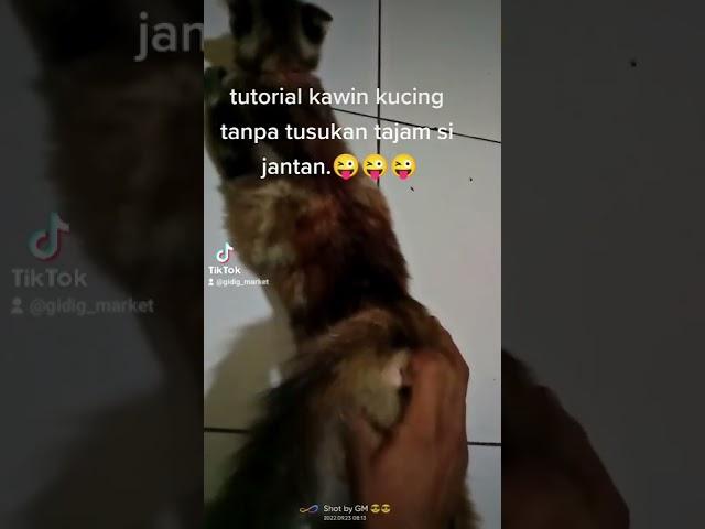 tutorial kucing kawin tanpa tusukan tajam si jantan