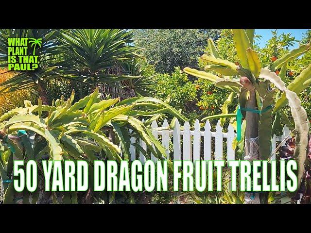 WE are BUILDING a 50 YARD DRAGON FRUIT TRELLIS SYSTEM ( UPDATE 1 )