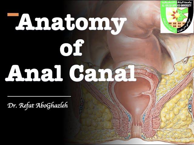 Anatomy of Anal Canal