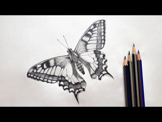 How To Draw And Shade A Realistic Butterfly With Graphite Pencils