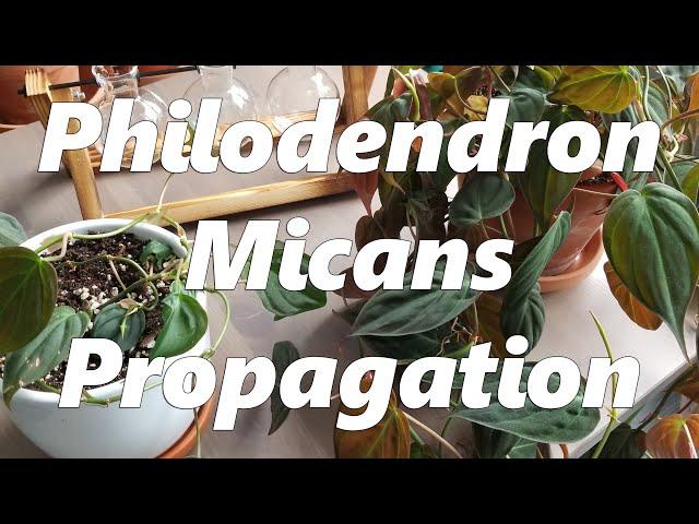 Philodendron Micans Propagation