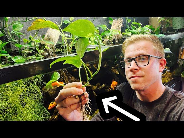 How to: Pothos Plant in Your Aquarium