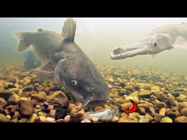 Tom the Catfish is Hungry!