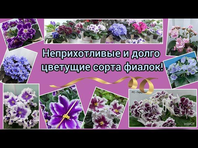 Показываю 13 неприхотливых и долго цветущих сортов фиалок! С ними справится даже новичок!