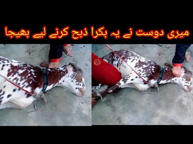 Finally Eid Bakra Zibah Ho Giyaa || New video Goat Slaughter