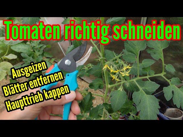 Tomaten schneiden und ausgeizen Tomatenblätter entfernen Haupttrieb kappen Anleitung