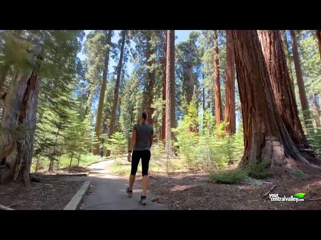 On the Trail Vr/360°: McKinley Grove