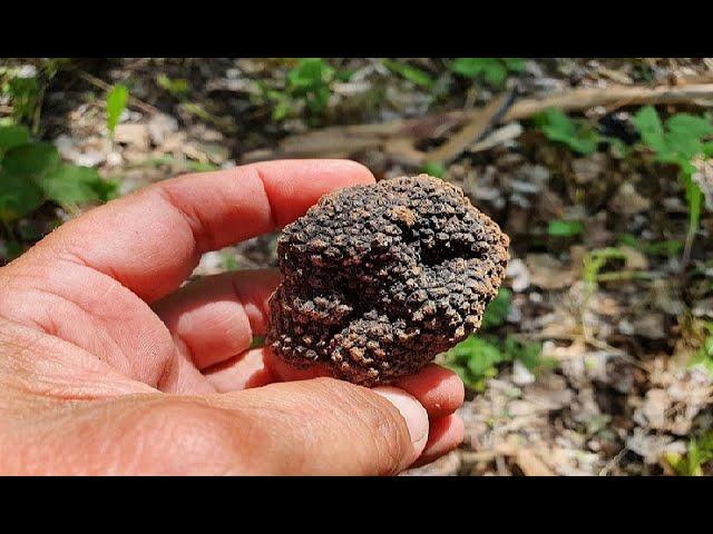 Comment trouver des truffes ?