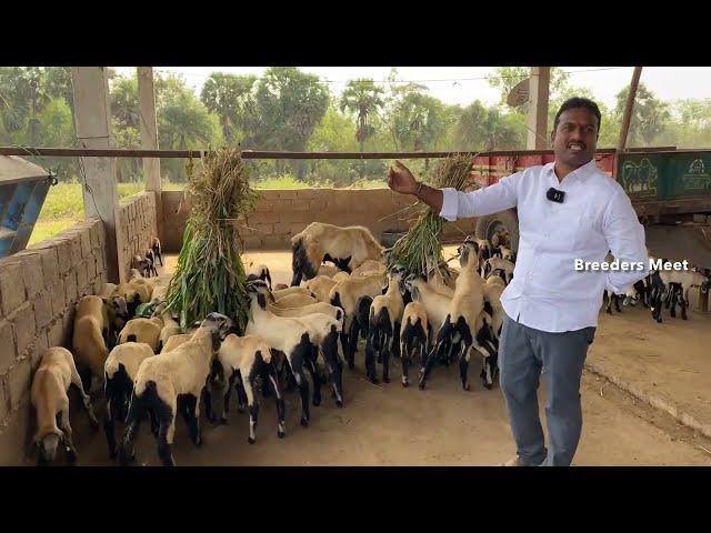 Original Nellore Jodipi sheep farm