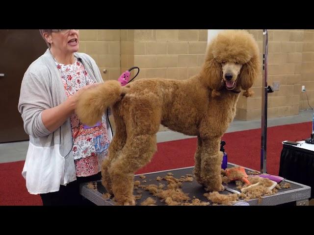 Standard Poodle Body Trim with Lisa Leady