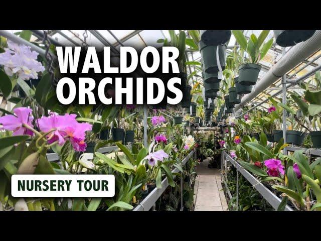 Waldor Orchids Nursery Tour | SO MANY AMAZING ORCHIDS IN BLOOM!