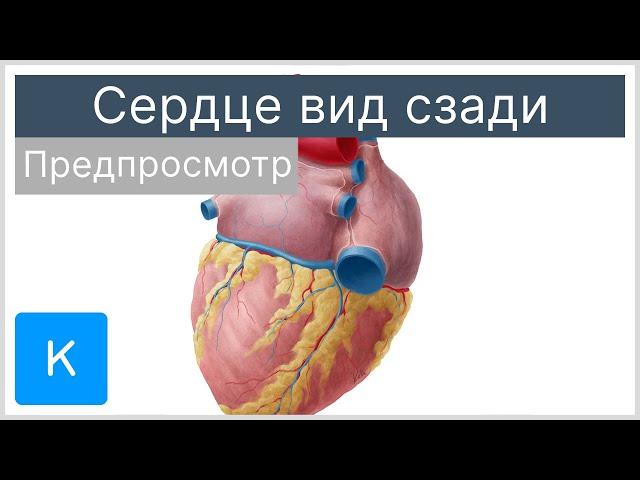 Сердце вид сзади (предпросмотр) - Анатомия человека | Kenhub