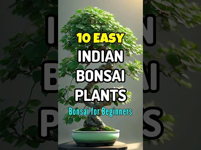 Best bonsai plants in india / #shortvideo #bonsai #gardening