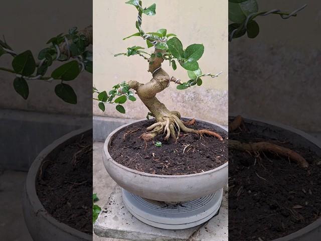 Cara Membuat Bonsai Sancang Dengan Cepat