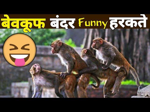 Funny monkeys Doing Stupid things • try Not to laugh • funny monkey compilation