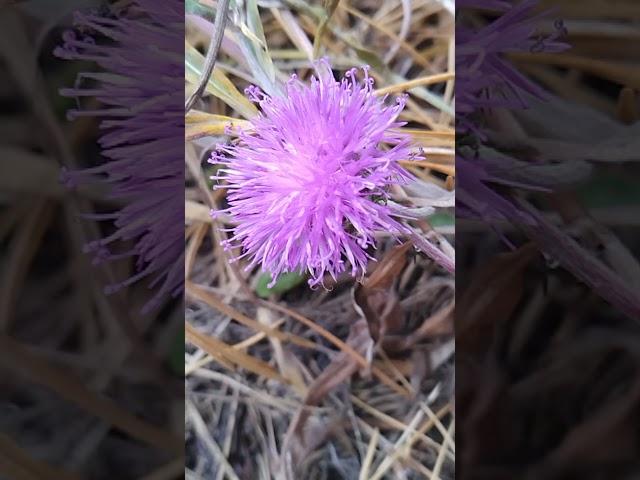 Strange purple flower in the forest ~ Plants and nature