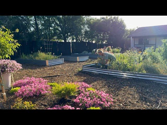 Early Morning in the Cut Flower Garden!  Clearing & bComposting, Fixing Drip & Chicken Update!