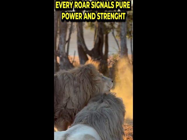 BIG LIONS ARE A CALLING AND ROARING | signal power and strenght#shorts