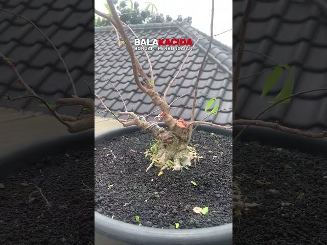 Bahan bonsai anput rawatan Kang M-Vech #antingputri #bonsaitree #balakacida #short