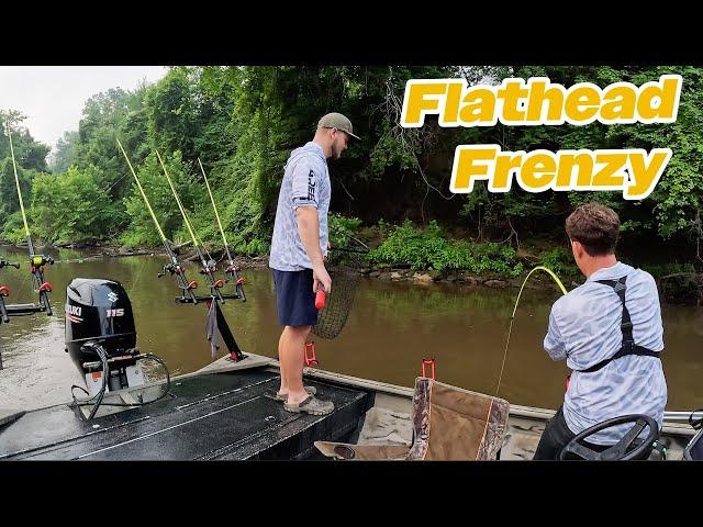 Unbelievable Flathead Catfish Frenzy: Non-Stop Action