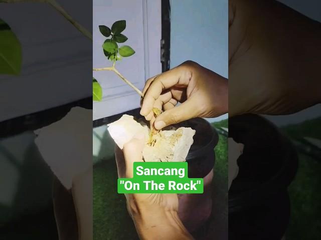 Bonsai On The Rock Part 1 #minibonsai #mame #bonsai #sancangbonsai #sancang #shortvideo #shorts #fyp