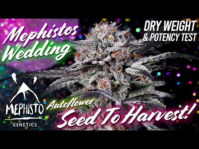 Mephisto's Wedding Autoflower Seed To Harvest!