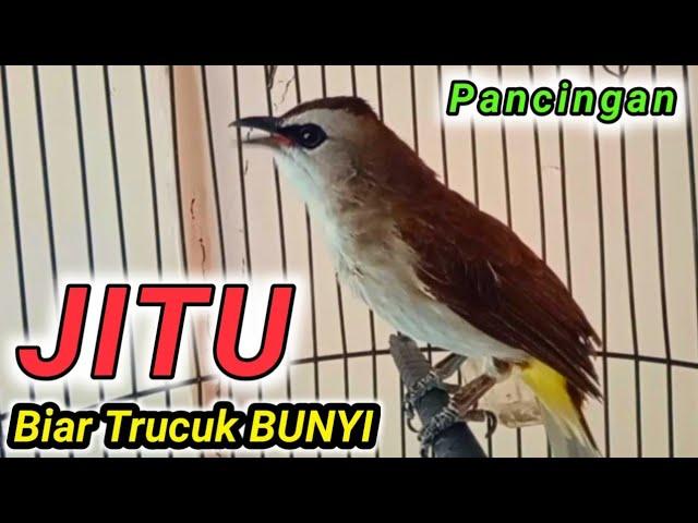 Pancingan BURUNG TRUCUK biar RAJIN BUNYI GACOR