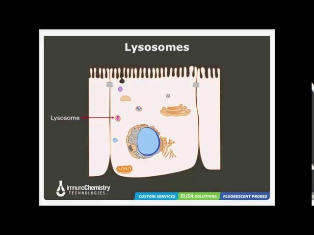 Solutions to Detect Cathepsin Activity