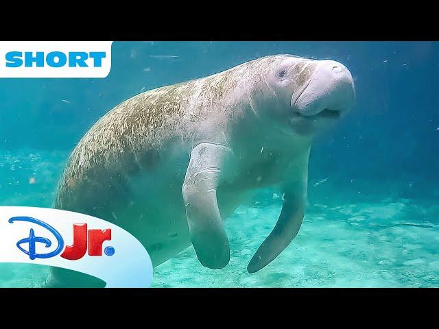 Disney Animals - Manatees | Under the Sea with Ariel | The Little Mermaid ‍️ | @disneyjr