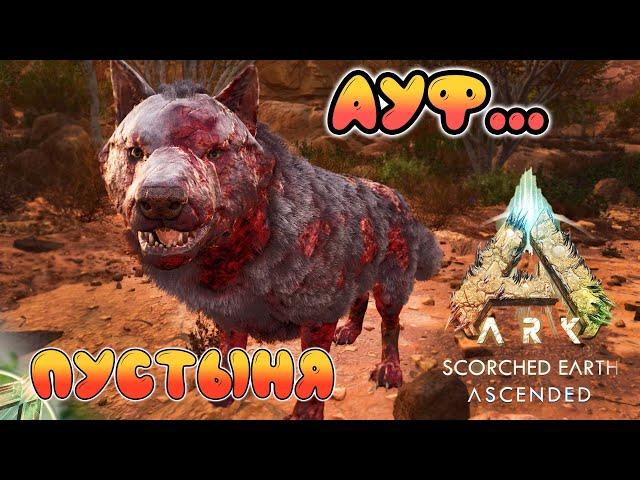 Ауф... Красиво подыхаю...  - ARK Survival Ascended - Scorched Earth #2