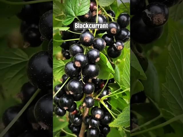 Cobain Blackcurrant Buah Legendaris Dalam Citarasa #buah #blackcurrant #shorts