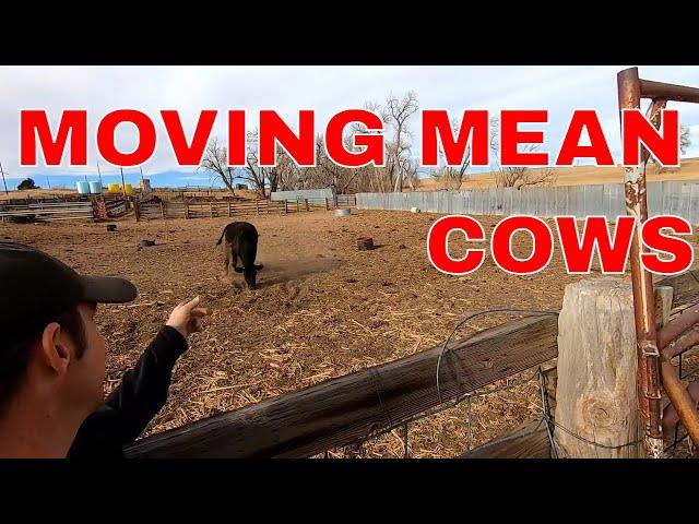 How to chase a mean cow.