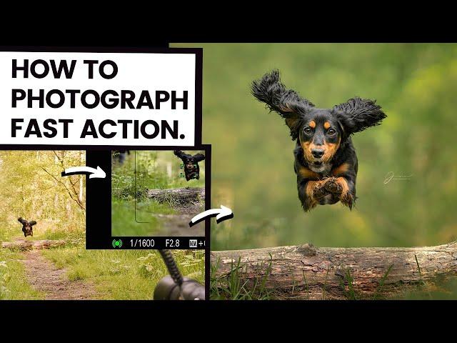 How To Photograph Running Dogs | Action Photography Tips + Behind The Scenes